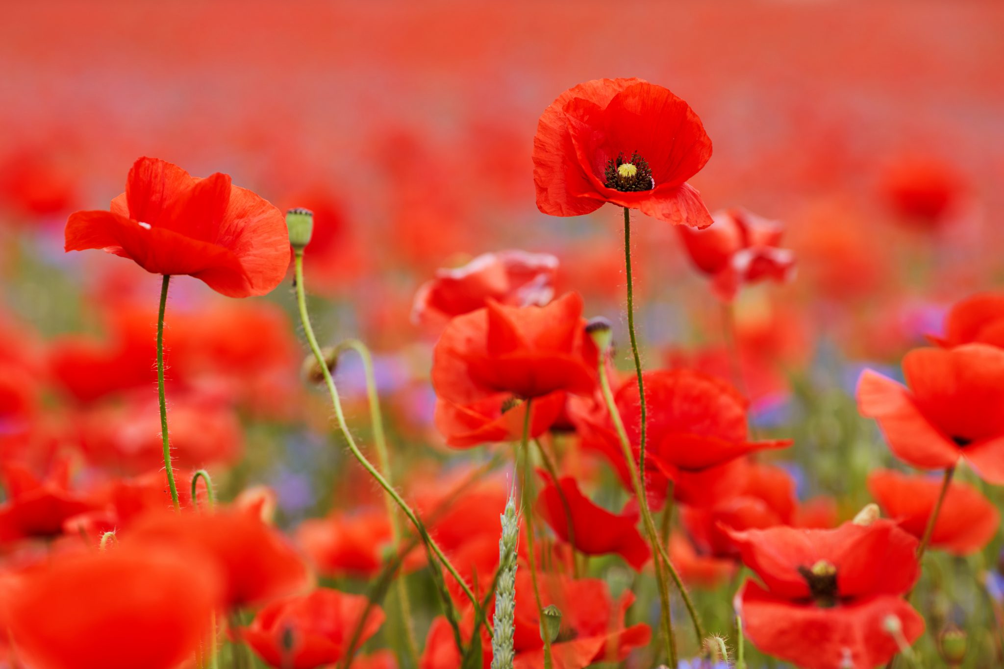 CF Military Police Academy Day of Remembrance ceremony | Borden Citizen